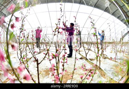 220211 -- BEIJING, Feb. 11, 2022 -- Farmers work in a greenhouse at Shangdongyu Village of Pingshan County, north China s Hebei Province, Feb. 11, 2022. Photo by /Xinhua CHINA-SPRING-FARMING CN ZhangxXiaofeng PUBLICATIONxNOTxINxCHN Stock Photo