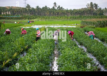 220211 -- BEIJING, Feb. 11, 2022 -- Farmers harvest chili peppers in Jiaji Town of Qionghai City, south China s Hainan Province, Feb. 10, 2022. Photo by /Xinhua CHINA-SPRING-FARMING CN MengxZhongde PUBLICATIONxNOTxINxCHN Stock Photo