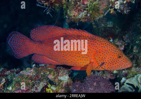 Red Coral Grouper, Cephalopholis miniata, being cleaned by juvenile Bluestreak Cleaner Wrasse, Labroides dimidiatus, Boo West dive site, Misool Island Stock Photo