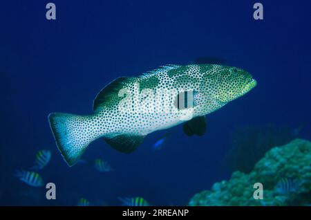 Squaretail Grouper, Plectropomus areolatus, with Indo-Pacific Sergeants, Abudefduf vaigiensi, in background, Boo West dive site, Misool Island, Raja A Stock Photo