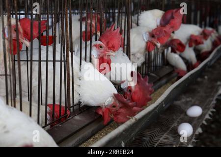 220216 -- KIRYAT MALAKHI, Feb. 16, 2022 -- White Leghorn egg-laying chickens are seen in cages in their hen house at Arugot village near Israeli city of Kiryat Malakhi on Feb. 15, 2022. Israel s Ministry of Agriculture and Rural Development on Monday announced new regulations regarding the use of hen cages in the egg industry. The regulations stipulate that from now on every new hen coop must be without cages, and from June 2029, any use of cage coops in the country will be banned. Photo by /Xinhua ISRAEL-KIRYAT MALAKHI-CHICKENS GilxCohenxMagen PUBLICATIONxNOTxINxCHN Stock Photo