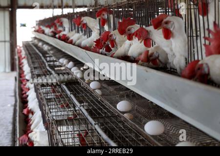 220216 -- KIRYAT MALAKHI, Feb. 16, 2022 -- White Leghorn egg-laying chickens are seen in cages in their hen house at Arugot village near Israeli city of Kiryat Malakhi on Feb. 15, 2022. Israel s Ministry of Agriculture and Rural Development on Monday announced new regulations regarding the use of hen cages in the egg industry. The regulations stipulate that from now on every new hen coop must be without cages, and from June 2029, any use of cage coops in the country will be banned. Photo by /Xinhua ISRAEL-KIRYAT MALAKHI-CHICKENS GilxCohenxMagen PUBLICATIONxNOTxINxCHN Stock Photo