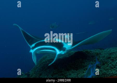Giant Oceanic Manta Ray, Mobula birostris, classified as Endangered, with Giant Trevallies, Caranx ignobilis, Magic Mountain dive site, Warakaraket, M Stock Photo