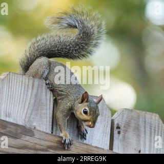 East Texas Grey Squirrel on wooden fence Stock Photo