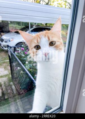 Curious ginger cat looking through window at family Stock Photo