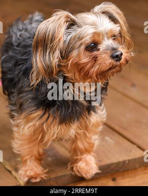 YorkiePoo puppy dog Stock Photo