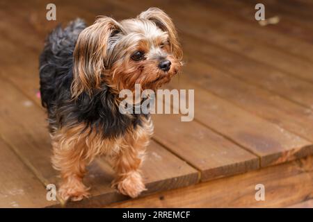 YorkiePoo puppy dog Stock Photo