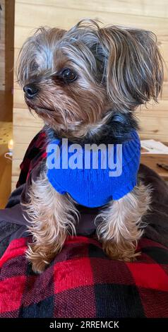 YorkiePoo puppy dog Stock Photo