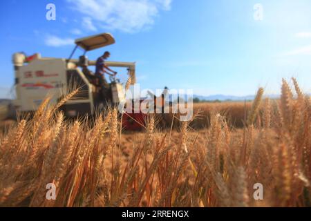 220310 -- BEIJING, March 10, 2022 -- A farmer harvests wheat in Pingyi County of Linyi City, east China s Shandong Province, June 8, 2021. Photo by /Xinhua Xinhua Headlines-Xi Focus: Key takeaways from China s crucial political gathering WuxJiquan PUBLICATIONxNOTxINxCHN Stock Photo