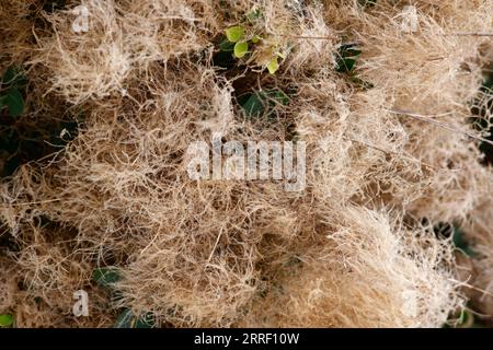Closeup of the spent fluffy textured flowers of the perennial garden shrub cotinus coggygria young lady. Stock Photo
