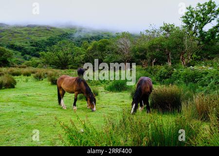 The horses peacefully grazing on a lush meadow in front of a majestic and serene forest in Ireland Stock Photo