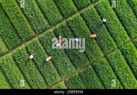 220404 -- BEIJING, April 4, 2022 -- Aerial photo taken on March 30, 2022 shows people weeding in a field at Baihu Township in Lujiang County of Hefei, east China s Anhui Province. Photo by /Xinhua Xinhua Headlines: Eyeing food security, China strengthens domestic grain supply ZuoxXuechang PUBLICATIONxNOTxINxCHN Stock Photo