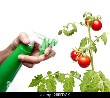 Men's hands hold spray bottle and watering the tomato plant, isolated on white background. Man gardening in home greenhouse Stock Photo