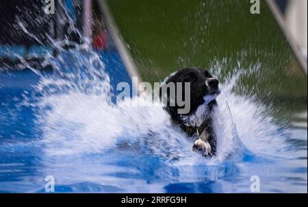 220416 -- MISSISSAUGA, April 16, 2022 -- A pet dog jumps into a pool during the Dog Dock Diving Competition at the 2022 Spring Canadian Pet Expo in Mississauga, the Greater Toronto Area, Canada, on April 16, 2022. As one of the most popular canine sports, this competition is held here from April 15 to 17 with the participation of dozens of pet dogs and their owners. Photo by /Xinhua CANADA-MISSISSAUGA-DOG DOCK DIVING ZouxZheng PUBLICATIONxNOTxINxCHN Stock Photo