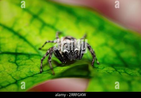 Jumping spider macro closeup on a green leaf Stock Photo