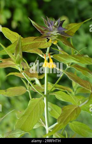 Spring in the wild in the forest blossoms melampyrum nemorosum Stock Photo