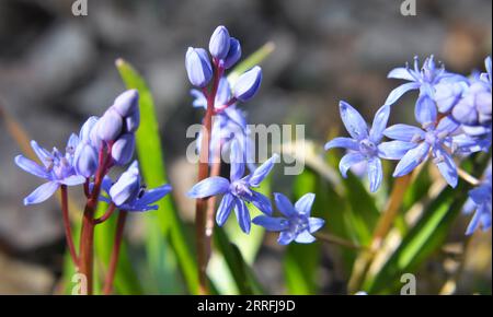 In the spring in the forest in the wild blooms snowdrop bifoliate (Scilla bifolia). bifoliate Stock Photo