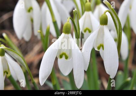 In the forest in the wild in spring snowdrops (Galanthus nivalis) bloom. Stock Photo