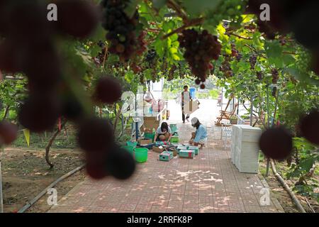 LUANNAN COUNTY, Hebei Province, China - July 30, 2020: The gardener is sorting grapes. There are two on the farm Stock Photo