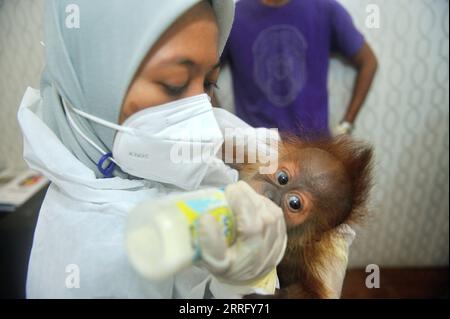 220429 -- MEDAN, April 29, 2022 -- A veterinarian feeds a one-month-old male baby of Sumatran orangutan saved from illegal wildlife trade in Medan, Indonesia, April 28, 2022. Photo by /Xinhua INDONESIA-MEDAN-ILLEGAL-WILDLIFE-TRADE SutantaxAditya PUBLICATIONxNOTxINxCHN Stock Photo