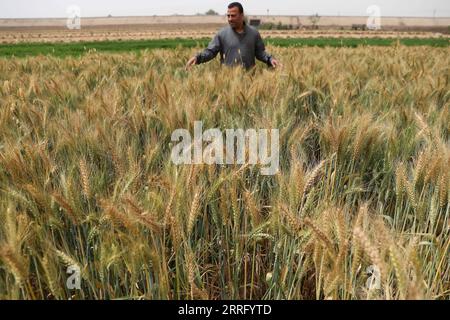 220430 -- MONUFIA EGYPT, April 30, 2022 -- A farmer stands in a wheat field in Monufia Province, Egypt, on April 30, 2022. Egypt has entered the season of wheat harvest.  EGYPT-MONUFIA-WHEAT-HARVEST AhmedxGomaa PUBLICATIONxNOTxINxCHN Stock Photo