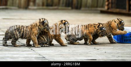 Entertainment Themen der Woche KW18 Entertainment Bilder des Tages 220503 -- KUNMING, May 3, 2022 -- Siberian tiger quadruplets play at Yunnan Wild Animal Park in Kunming, southwest China s Yunnan Province, May 3, 2022. The one-month-old Siberian tiger quadruplets greet visitors at Yunnan Wild Animal Park during the Labor Day holiday.  CHINA-YUNNAN-KUNMING-TIGER CUBS CN JiangxWenyao PUBLICATIONxNOTxINxCHN Stock Photo