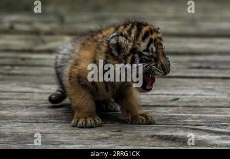 220503 -- KUNMING, May 3, 2022 -- A Siberian tiger cub plays at Yunnan Wild Animal Park in Kunming, southwest China s Yunnan Province, May 3, 2022. The one-month-old Siberian tiger quadruplets greet visitors at Yunnan Wild Animal Park during the Labor Day holiday.  CHINA-YUNNAN-KUNMING-TIGER CUBS CN JiangxWenyao PUBLICATIONxNOTxINxCHN Stock Photo