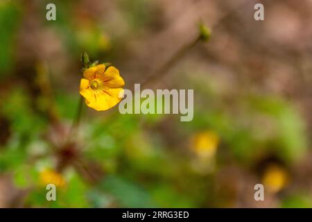 Sikerpud | Mukkutti Flower | Biophytum sensitivum Stock Photo