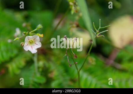 White Sikerpud | White Mukkutti Flower | Biophytum sensitivum Stock Photo