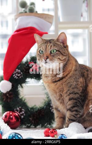 Cat with Christmas toys for decoration. Cat on a Christmas background. The pet is ready for the holiday. Cat and Christmas decorations on a white carp Stock Photo