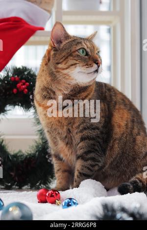 Cat with Christmas toys for decoration. Cat on a Christmas background. The pet is ready for the holiday. Cat and Christmas decorations on a white carp Stock Photo
