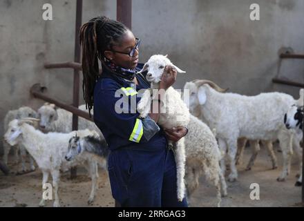 220515 -- BULAWAYO, May 15, 2022 -- Nkanyeziyethu Malunga, a fashion designer, holds an Angora goat at a farm near Bulawayo, Zimbabwe, April 26, 2022. TO GO WITH Feature: Zimbabwean designer celebrates tradition through fashion Photo by /Xinhua ZIMBABWE-BULAWAYO-FASHION DESIGNER ShaunxJusa PUBLICATIONxNOTxINxCHN Stock Photo