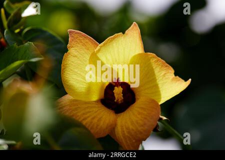 Close-up view of Thespesia populnea flower Blooming on tree branch Stock Photo