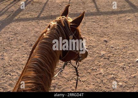 Looking down on horse from riding on its back pov Stock Photo