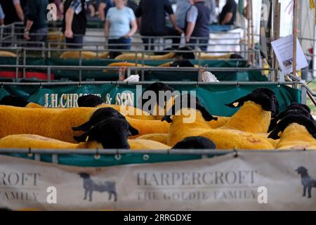 KELSO, Friday 08 September 2023. Caption: rams waiting in pens ahead of the sale starting at 10am. [INFO]: Internationally recognised as the largest sale of Rams in the world, Kelso Ram Sales under the auspices of The Border Union Agricultural Society, began in 1838 when 120 Rams were offered for sale by auction, fetching an average price of three to six pounds. The annual sale on the second Friday of September has grown and flourished since these early days, and now frequently offers well over 5,000 rams for auction in 15 rings from over 15 breeds. The Texel breed commanded the day's top pric Stock Photo