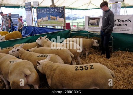 KELSO, Friday 08 September 2023. Caption: rams waiting in pens ahead of the sale starting at 10am. [INFO]: Internationally recognised as the largest sale of Rams in the world, Kelso Ram Sales under the auspices of The Border Union Agricultural Society, began in 1838 when 120 Rams were offered for sale by auction, fetching an average price of three to six pounds. The annual sale on the second Friday of September has grown and flourished since these early days, and now frequently offers well over 5,000 rams for auction in 15 rings from over 15 breeds. The Texel breed commanded the day's top pric Stock Photo