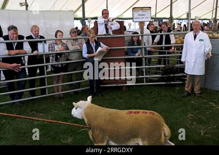 KELSO, Friday 08 September 2023. Caption: An auctioneer selling in one of the 15 sale rings, 4281 rams covering 16 breeds. [INFO]: Internationally recognised as the largest sale of Rams in the world, Kelso Ram Sales under the auspices of The Border Union Agricultural Society, began in 1838 when 120 Rams were offered for sale by auction, fetching an average price of three to six pounds. The annual sale on the second Friday of September has grown and flourished since these early days, and now frequently offers well over 5,000 rams for auction in 15 rings from over 15 breeds. The Texel breed com Stock Photo