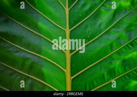 Full frame shot of wet leaf Stock Photo
