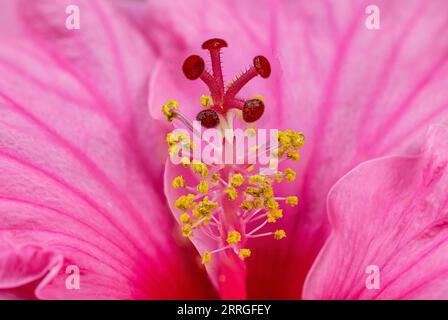 Dive into the heart of a hibiscus. macro shot unveils a universe of sticky intrigue. Pollen-dusted treasure, spirals towards a secret rendezvous with Stock Photo