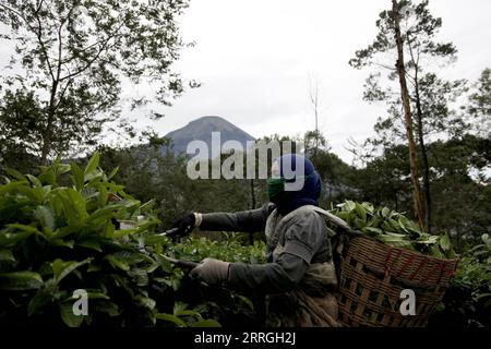 220523 -- WONOSOBO, May 23, 2022 -- A woman cuts tea leaves during harvest time at a tea plantation in Wonosobo, Central Java, Indonesia, May 23, 2022. Photo by /Xinhua INDONESIA-WONOSOBO-DAILY LIFE-TEA PICKER AdityaxIrawan PUBLICATIONxNOTxINxCHN Stock Photo