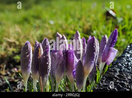 Selective Focus On Purple Crocus Flowers With Raindrops On It Growing Outside. Stock Photo