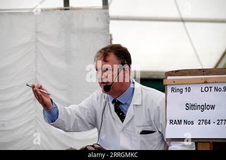 KELSO, Friday 08 September 2023. Caption: An auctioneer selling in one of the 15 sale rings, 4281 rams covering 16 breeds. [INFO]: Internationally recognised as the largest sale of Rams in the world, Kelso Ram Sales under the auspices of The Border Union Agricultural Society, began in 1838 when 120 Rams were offered for sale by auction, fetching an average price of three to six pounds. The annual sale on the second Friday of September has grown and flourished since these early days, and now frequently offers well over 5,000 rams for auction in 15 rings from over 15 breeds. The Texel breed com Stock Photo