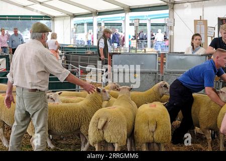 KELSO, Friday 08 September 2023. Caption: [INFO]: Internationally recognised as the largest sale of Rams in the world, Kelso Ram Sales under the auspices of The Border Union Agricultural Society, began in 1838 when 120 Rams were offered for sale by auction, fetching an average price of three to six pounds. The annual sale on the second Friday of September has grown and flourished since these early days, and now frequently offers well over 5,000 rams for auction in 15 rings from over 15 breeds. The Texel breed commanded the day's top prices in 2022, with eight shearling rams hitting the five-fi Stock Photo