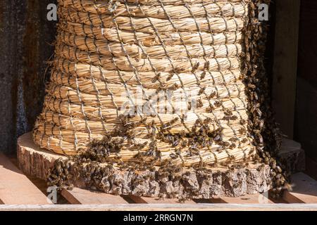 Wicker basket beehive called a skep with honey bees (Apis mellifera) on the outside, bee keeping, beekeeping Stock Photo