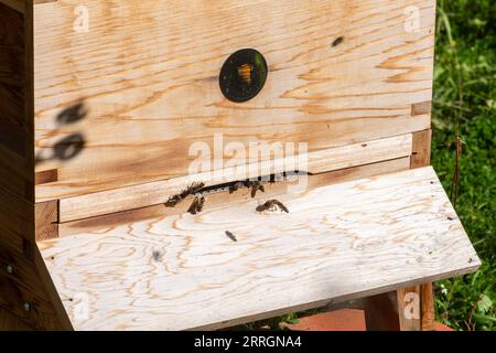 Wooden beehive with honey bees (Apis mellifera) at entrance on a sunny day, bee keeping, beekeeping hobby Stock Photo