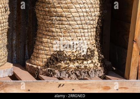 Wicker basket beehive called a skep with honey bees (Apis mellifera) on the outside, bee keeping, beekeeping Stock Photo