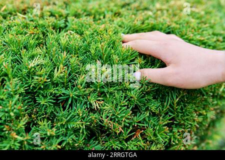 Close-up of evergreen yew, decorative topiary bush with woman's hand Stock Photo