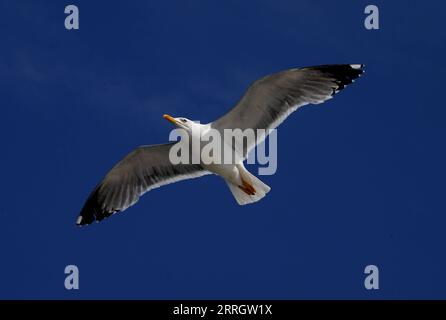 220601 -- ISTANBUL, June 1, 2022 -- A seagull flies over the Bosporus Strait in Istanbul, Turkey, May 29, 2022. Shadati TURKEY-ISTANBUL-SUMMER ShaxDati PUBLICATIONxNOTxINxCHN Stock Photo