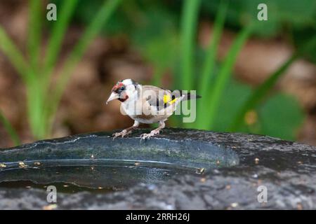 London, UK. September 8, 2023.  As temperatures in the south of England pass 30 degrees for the fourth consecutive day, a juvenile goldfinch drinks from a birdbath in Clapham. Credit: Anna Watson/Alamy Live News Stock Photo