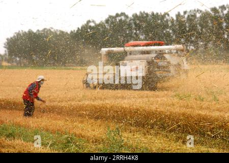 220613 -- BINZHOU, June 13, 2022 -- A harvester works in the field in Gaomiaoli Village of Pangjia Township in Boxing County, Binzhou City, east China s Shandong Province, June 13, 2022. By 5 pm this Monday, Shandong Province, China s second-largest wheat-producing area, had finished reaping winter wheat on 40.223 million mu about 2.68 million hectares of farmland, accounting for around 67 percent of its total winter wheat. Photo by /Xinhua CHINA-SHANDONG-WHEAT-HARVEST CN ChuxBaorui PUBLICATIONxNOTxINxCHN Stock Photo